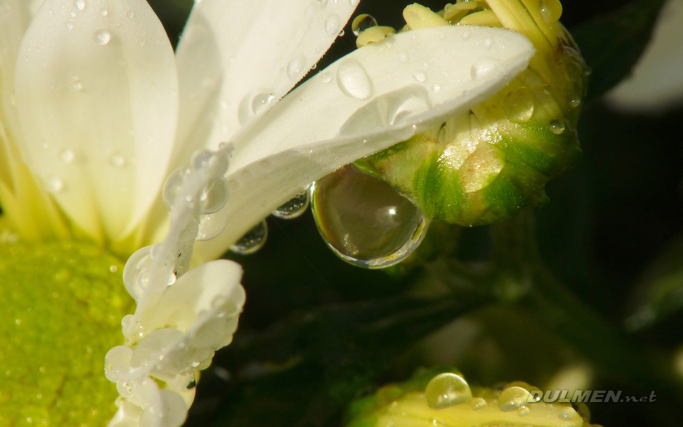 Mums (Chrysanthemum)